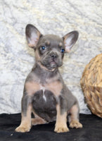 Holly Female AKC French Bulldog $1400