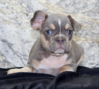 Gloria Female AKC French Bulldog $1400