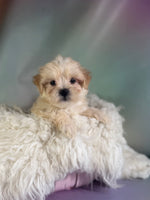 Toby Male Morkie $1150