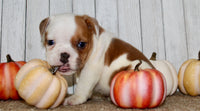 Buckeye  Male English Bulldog $1300