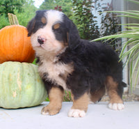 Theo Male AKC Bernese Mountain Dog $1800