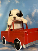 Reese Male ACA Shihtzu $985