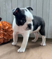 Crystal Female Boston Terrier $1000