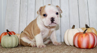 Gigi Female English Bulldog $1300