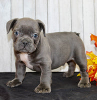 Eric Male AKC French Bulldog $1400