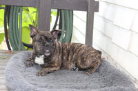 Jackson Male English Bulldog $499