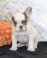 Barlow Male AKC French Bulldog $1350