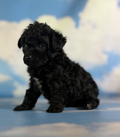 Magic Female ACA Toy Poodle $1350