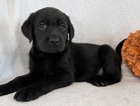 Sparkle Female AKC Labrador Retriever $1150
