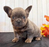 Davy Male Fluffy AKC French Bulldog $1550