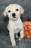 Suzie Female AKC Labrador Retriever $750.00
