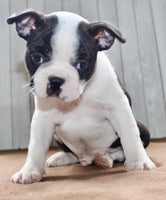 Chester Male Boston Terrier $1000