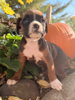 Ziva Female AKC Boxer $1950