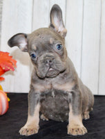 Gina Female AKC French Bulldog $1500