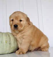 Buddy Male AKC Golden Retriever $1999