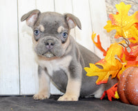 Benny Male AKC French Bulldog $1500