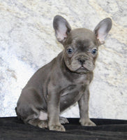 Fern Female AKC French Bulldog $1400