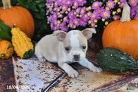 Taco Male Boston Terrier $550