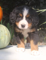 Lexi Female AKC Bernese Mountain Dog $2000