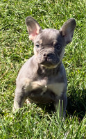 Heidi Female AKC French Bulldog $1450