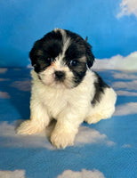 Ruby Female Teddy Bear $875