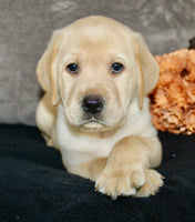 Sam Male AKC Labrador Retriever $1250
