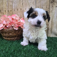 Chanel Female Biewer Terrier $3500