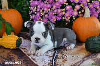 Preston Male Boston Terrier $750