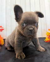 Duke Male Fluffy AKC French Bulldog $1550