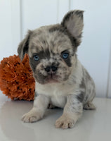 Dallas Male AKC Fluffy French Bulldog $2450