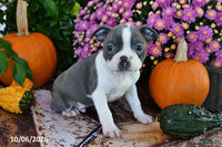 Parker Male Boston Terrier $750