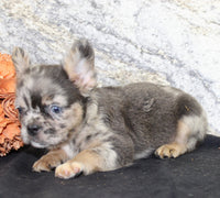 Janet Female AKC Fluffy French Bulldog $1550