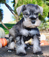 Ellie Female AKC Mini Schnauzer $1250