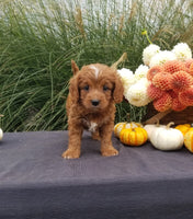 Chester Male Cavapoo $895