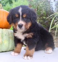 Chad Male AKC Bernese Mountain Dog $1800