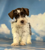 Penny Female Schnoodle $1350