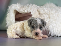 Marlow Male Maltipoo $1150