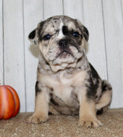 Mable Female English Bulldog $1500