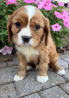 Mario Male AKC Cavalier $1895