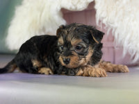 Magoo Male Maltipoo $1150
