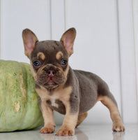 Hazel AKC Female French Bulldog $1850