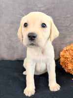 Sadie Female AKC Labrador Retriever $1150