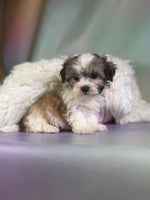 Tucker Male Morkie $1150