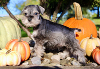 Echo Male AKC Mini Schnauzer $999
