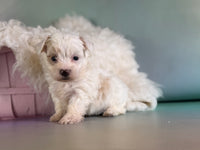 Mator Male Maltipoo $1150