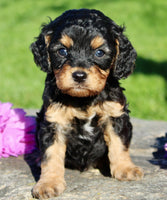 Frankie Male Cavapoo $1350