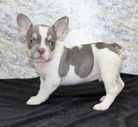 Brent Male AKC French Bulldog $1350