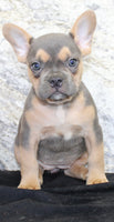 Jewel Female AKC French Bulldog $1500