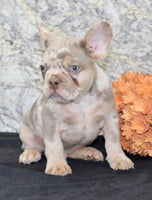 Ernie Male AKC French Bulldog $1350