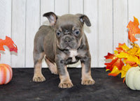 Fern Female AKC French Bulldog $1550